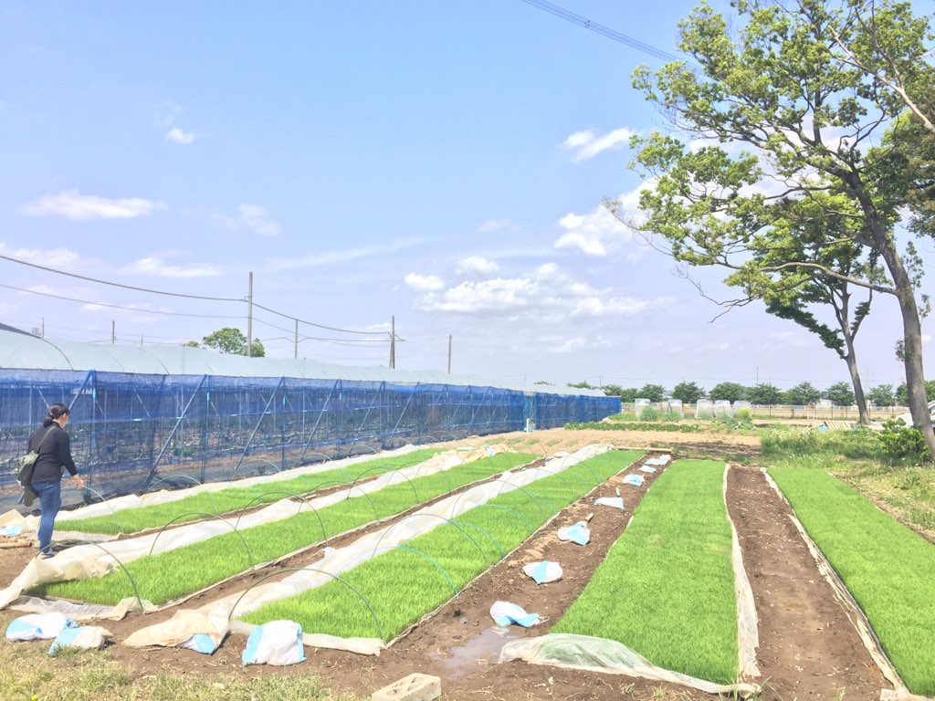 稲作風景　誠農社 漢方農法米田んぼオーナー