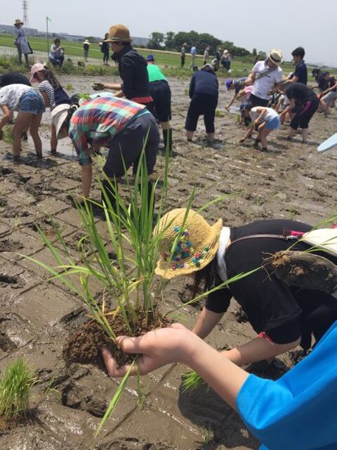 農薬不使用 誠農社 漢方農法米田んぼオーナー
