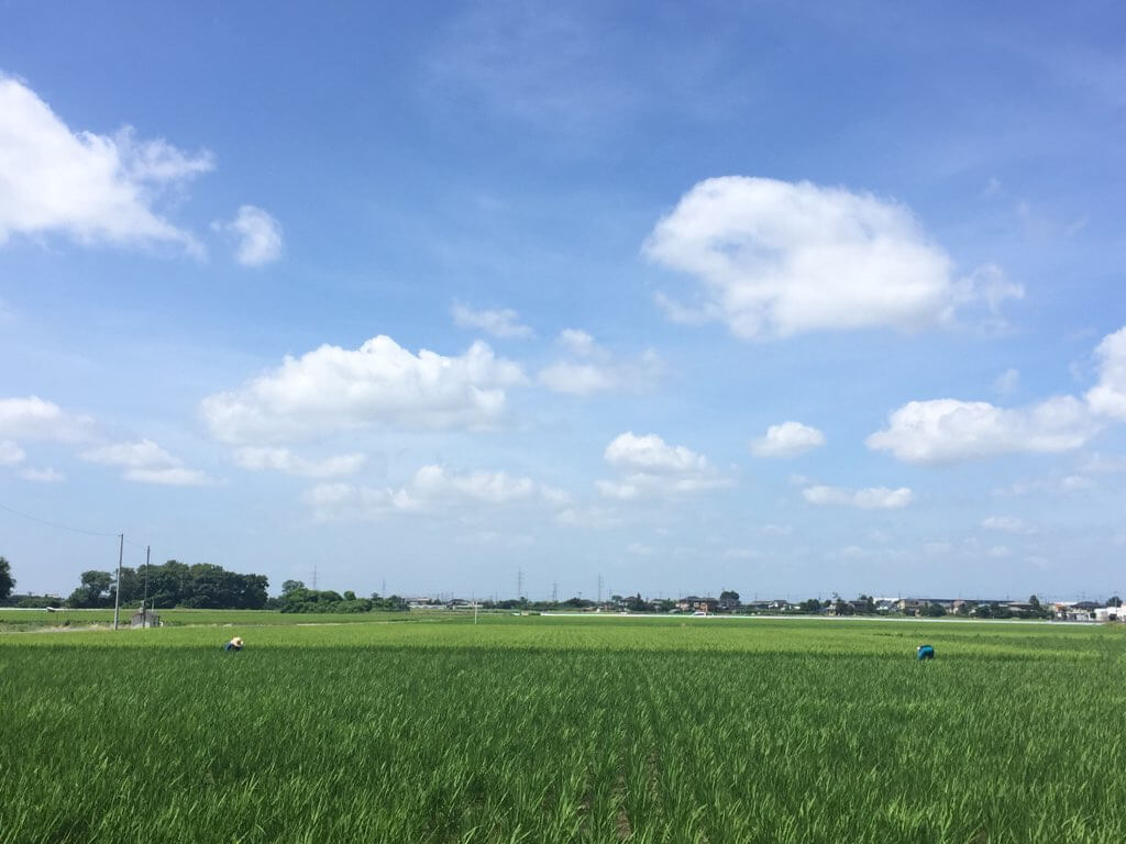 稲作風景　誠農社 漢方農法米田んぼオーナー
