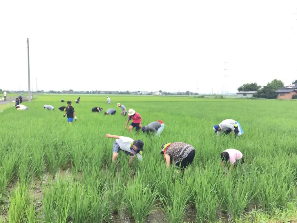夏の生き物 誠農社 漢方農法米田んぼオーナー