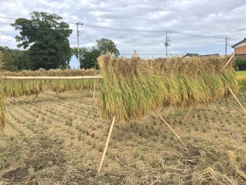 フォト　誠農社 漢方農法米田んぼオーナー
