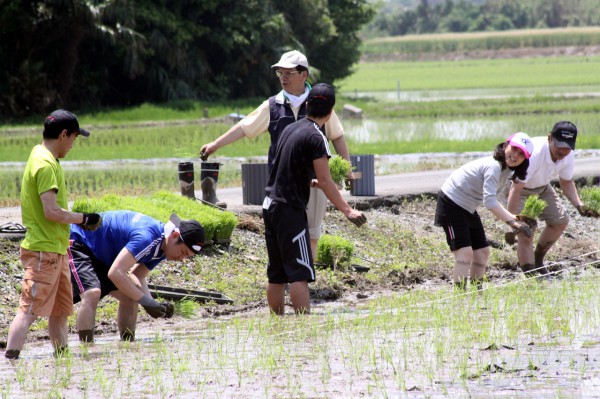 2014年5月24日漢方農法米田植え体験のご案内
