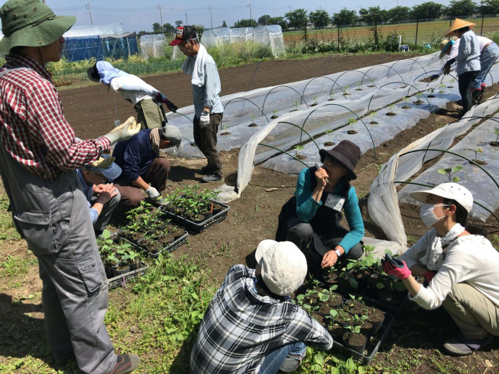 2018年6月2日の自然栽培について