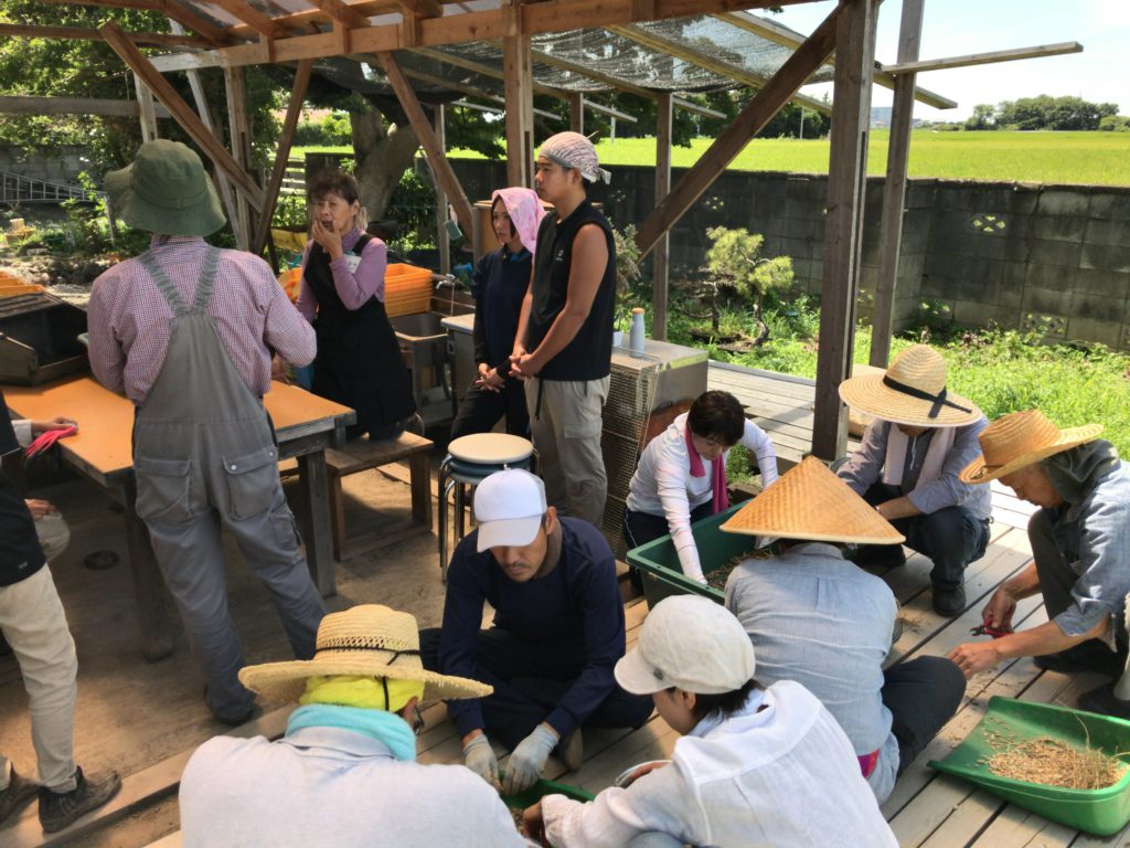 2018年9月1日の自然栽培について