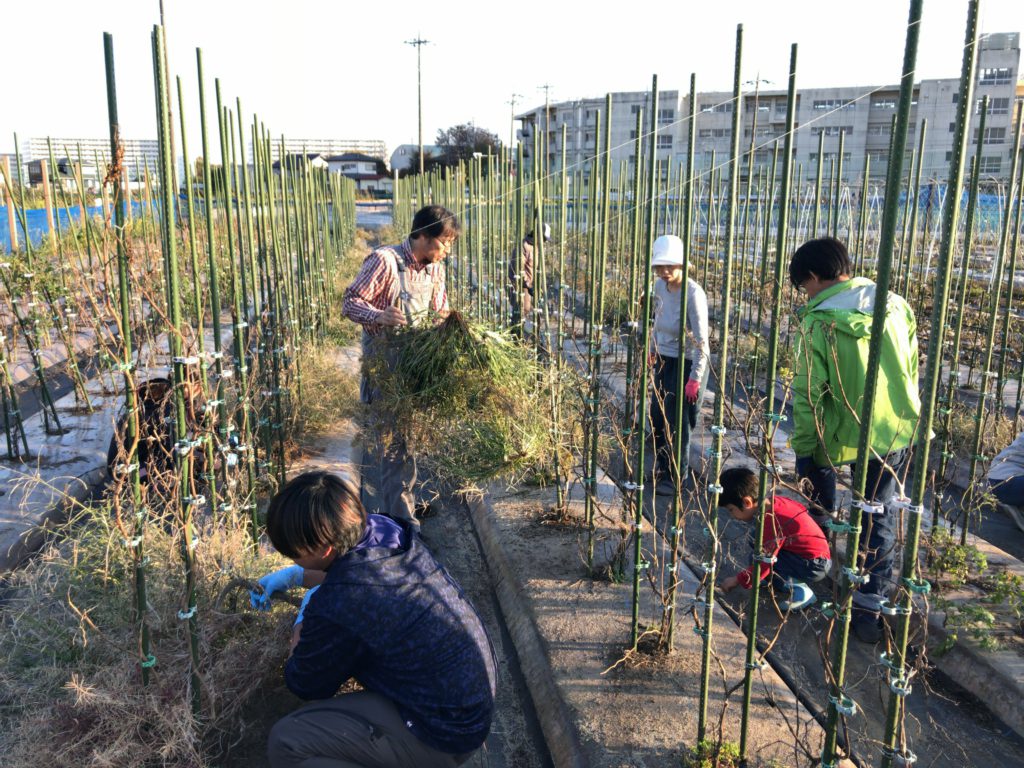 2018年12月1日の自然栽培について