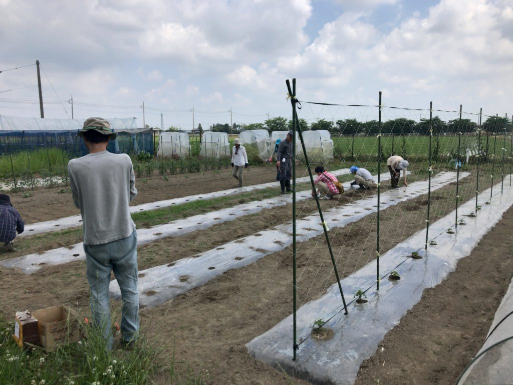 6月15日の自然栽培の会について