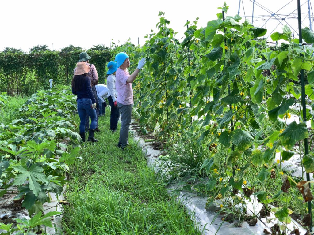 8月3日の自然栽培の会について