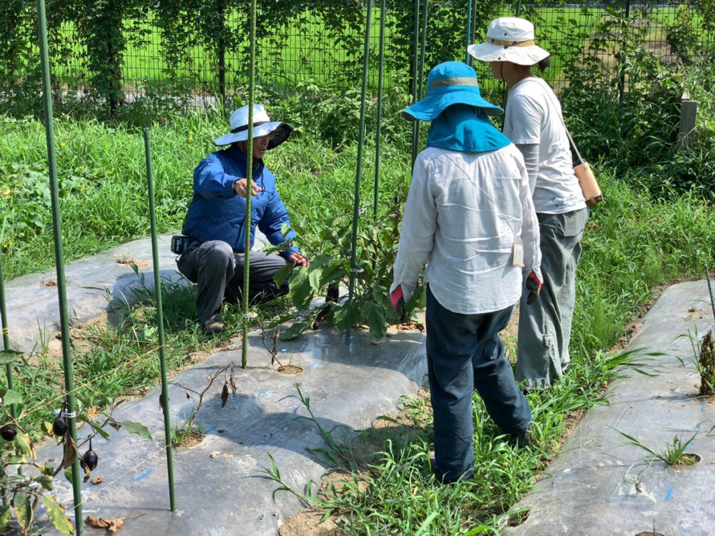 8月17日の自然栽培の会について