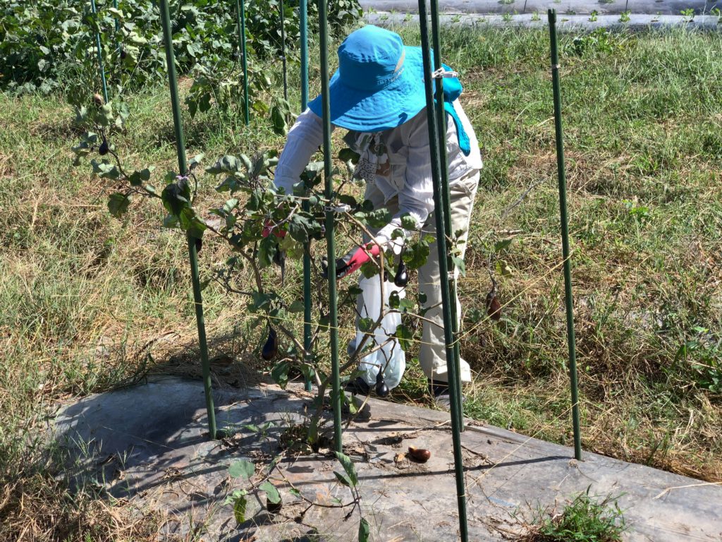 10月19日の自然栽培の会について