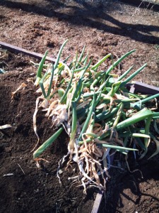 久しぶりの畑仕事