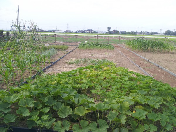 割目農場の作物も漢方農法で育てています。