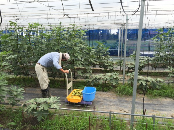 イチジクも収穫真っ盛りです。