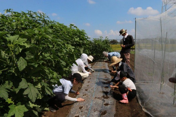 ダイコンの種植え