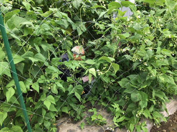 2017年9月16日の自然栽培の会について