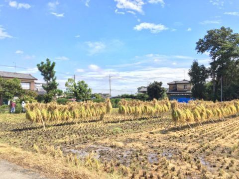 お米の収穫体験が開催されました！