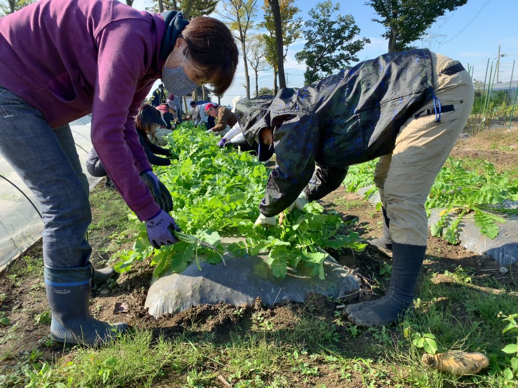 11月21日の自然栽培の会について