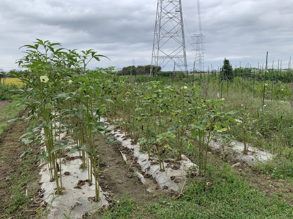 10月2日の自然栽培の会について