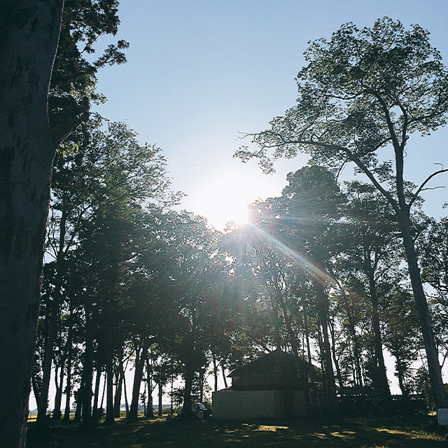 Wooded-area-Backyard-Campfield